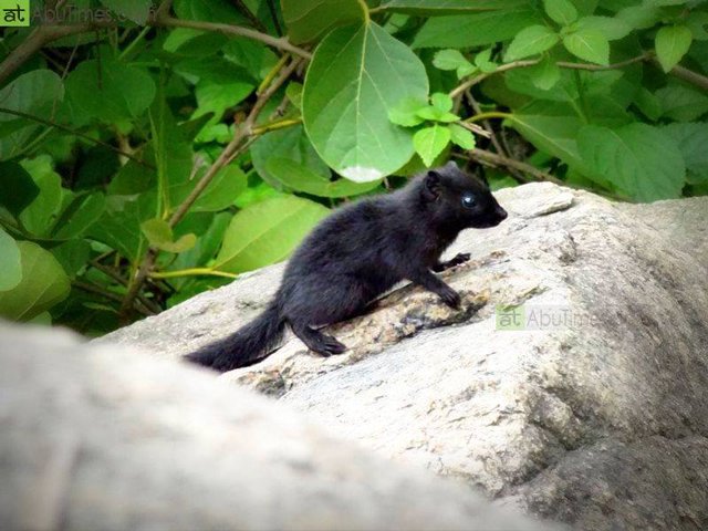 Black Civet Found in Aravalli Ranges of Mount Abu
