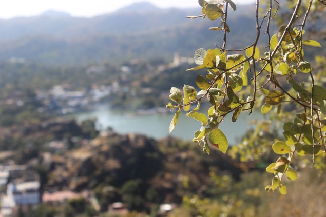 Exploring the Flora and Fauna of Mount Abu: Sanjay