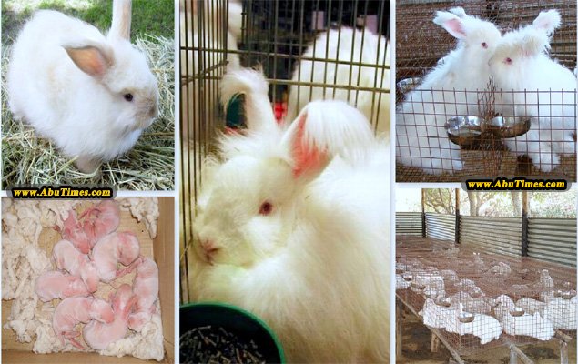 THE SOFT WOOL PROVIDERS: ANGORA RABBITS FARM