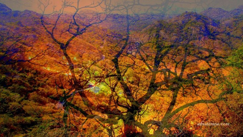Everybody makes mistake but fools are repeating it again n again; Wild fire finally stopped