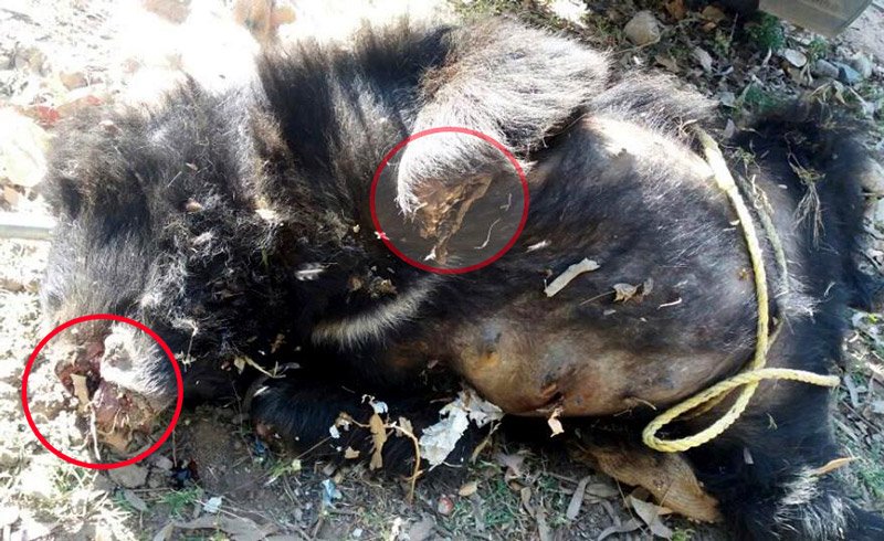 Who is responsible ? A bear was killed just for nails and teeth !!