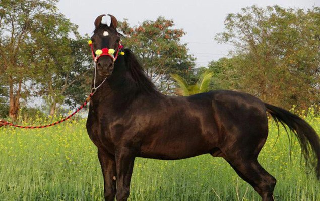 The most awaited horse 'Malhar' from Mount Abu at Pushkar Mela, Ajmer