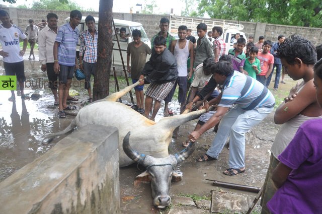 अपनी जान देकर गौ माता ने मासूम बच्ची को बचाया