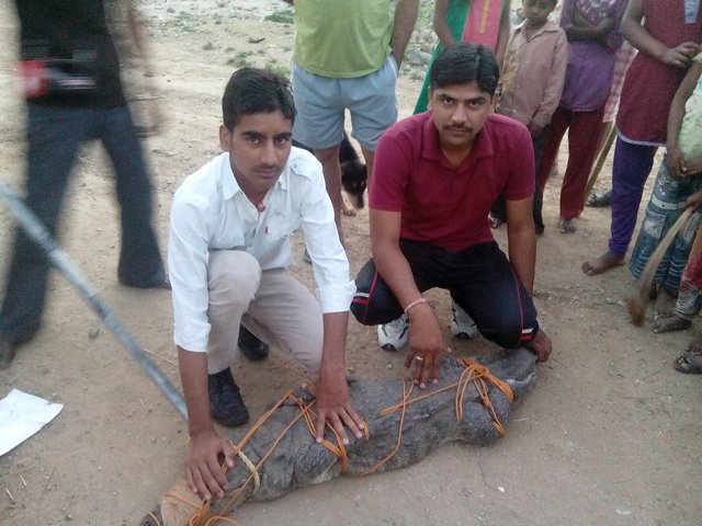 बस्ती में मगरमच्छ ने दस्तक, पकडकर सुरक्षित जंगल में छोड़ा
