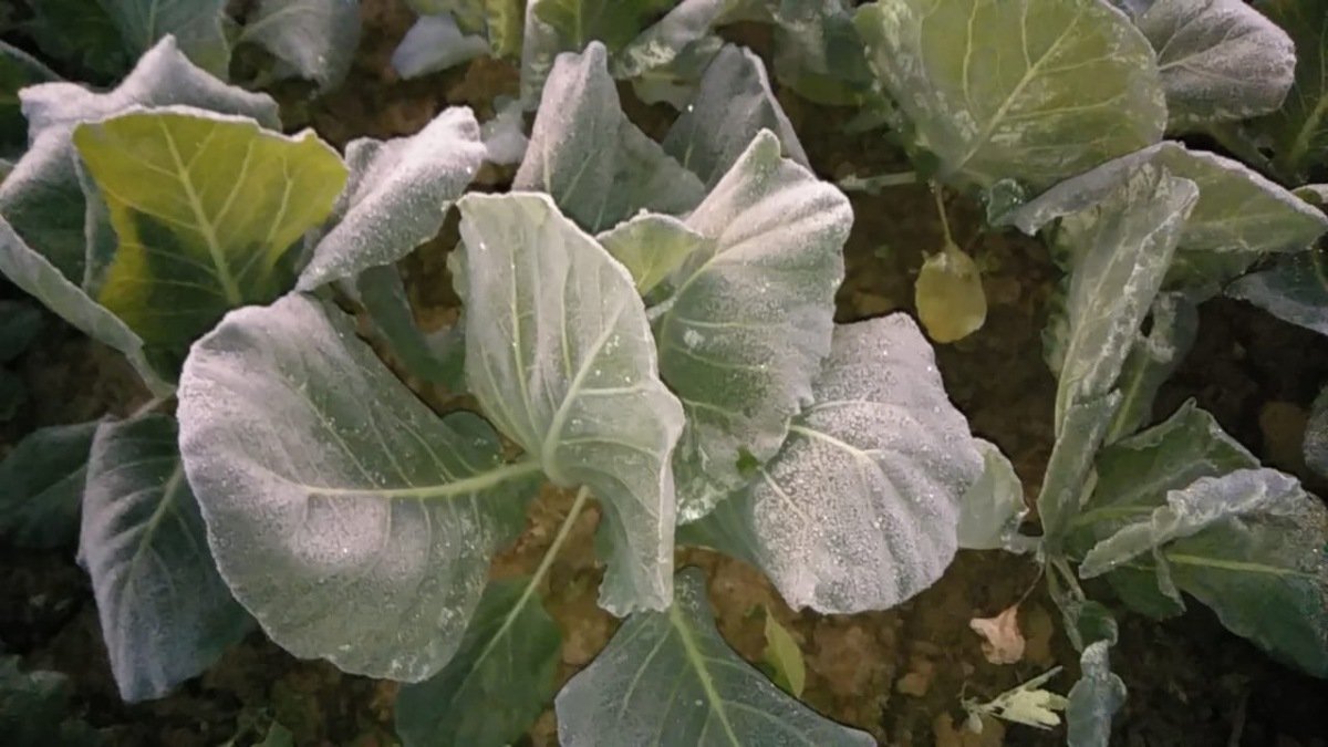 पर्वतीय पर्यटन स्थल माउंट आबू में आज फिर -2°C तक लुढ़का पारा