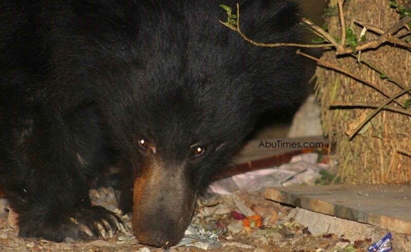 Bear spotted at King's Foodies Corner, Nakki Lake, Mount Abu