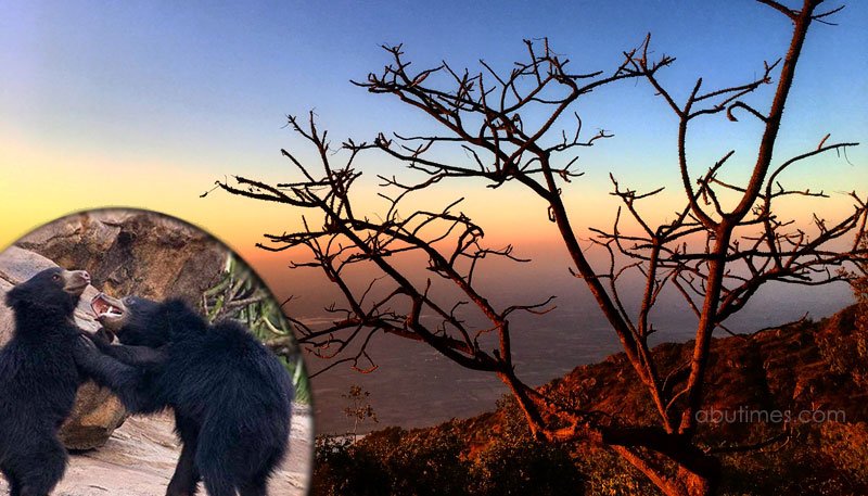 DISTURBANCE IN MOUNT ABU NATURE'S BALANCE