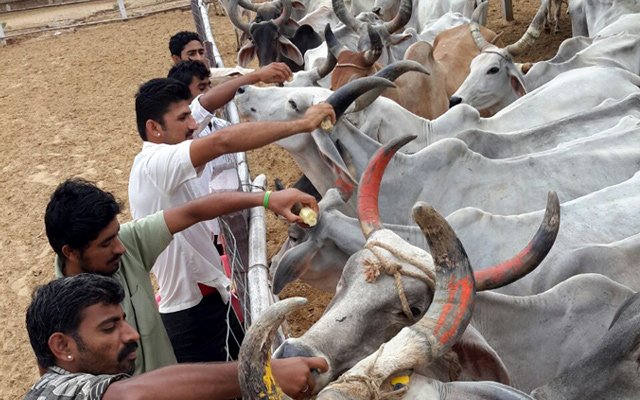 जिला प्रमुख, पायल परसरामपुरिया ने  गौशाला में करवाई 1 ट्रक गुड़ की व्यवस्था