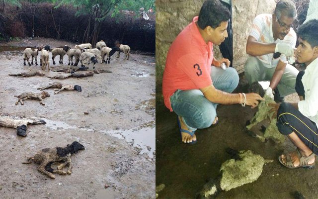 बाड़े में आवारो कुत्तो ने घुस कर 18 भेड़ के बच्चों को मार डाला: रेबारीवास, सिरोही