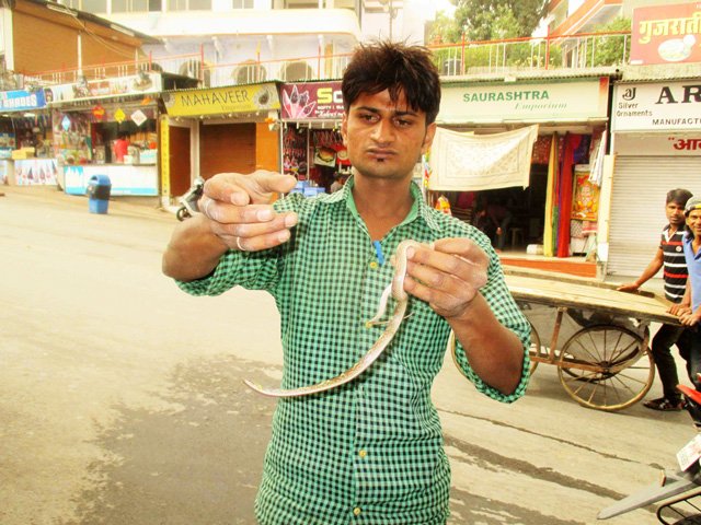 सांप और इंसान की दोस्ती की एक कहानी