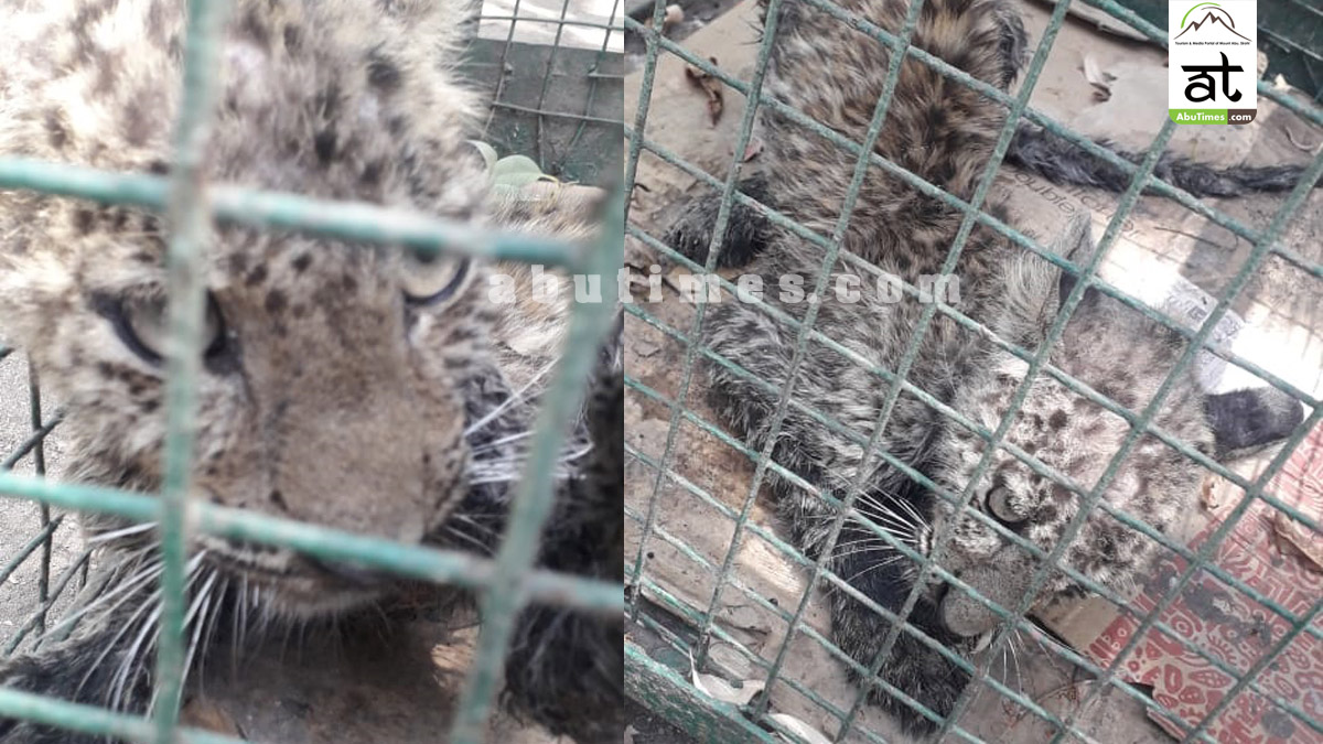 leopard cub